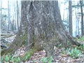 juglans_cinerea14
