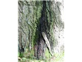Chancre fusiforme sur le tronc d'un noyer cendré causé par la virulente maladie Ophiognomonia clavigignenti-juglandacearum