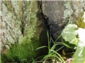 Liquide visqueux et noirâtre s'écoulant d'un chancre, causé par la maladie Ophiognomonia clavigignenti-juglandacearum, situé à la base d'un noyer cendré