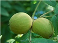 juglans_nigra10