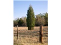 juniperus_virginiana04