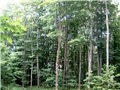 La forêt de M. Eberts