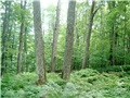 La forêt de M. Eberts