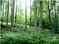 La forêt de M. Eberts