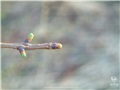 Bourgeons du mélèze laricin