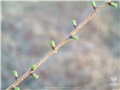 larix_laricina08