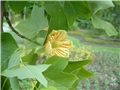 liriodendron_tulipifera09