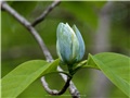 Fleurs du magnolia acuminé