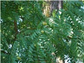 Les feuilles et les fruits du vieux noyer noir de Compton tard en été