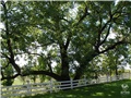 noyer_noir_ives_hill_2013_009