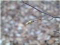 Bourgeons de l'ostryer de Virginie