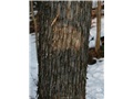 ostrya_virginiana13