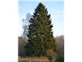 picea_abies04