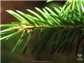 picea_rubens06