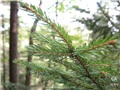 Rameaux de l'épinette rouge