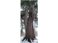 Le pin blanc de La Patrie, un arbre multitige hors du commun