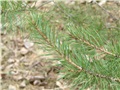 pinus_banksiana08