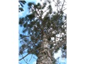 pinus_nigra01
