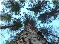 pinus_resinosa01