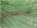 Rameaux du pin rouge