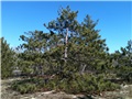 pinus_rigida02