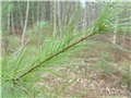 Rameaux du pin blanc