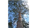 pinus_sylvestris01