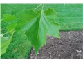 Feuilles du platane occidental
