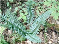 Polystic faux-acrostic