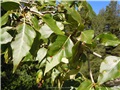 populus_balsamifera06