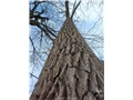 populus_deltoides01