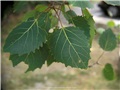 populus_grandidentata06