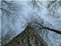 populus_tremuloides01