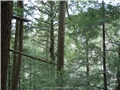 prucheraie_pointe_abbott_008
