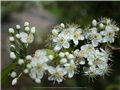 Fleurs du cerisier de Pennsylvanie