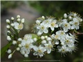 prunus_pensylvanica09