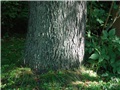 Base du cerisier tardif à maturité