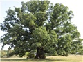 quercus_alba03