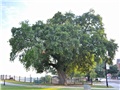quercus_bicolor03
