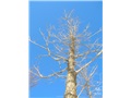 quercus_macrocarpa01
