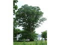 quercus_macrocarpa_stanbridge01