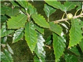 quercus_muehlenbergii06