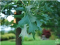 quercus_palustris06