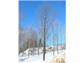 quercus_robur05