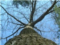 quercus_rubra01