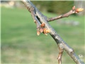 Bourgeons du chêne rouge