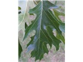 quercus_velutina06