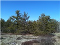 Groupe de pins rigides poussant dans un secteur sec et extrêmement pauvre de la réserve écologique du Pin-Rigide