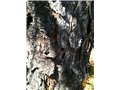 Écorce d'un pin rigide juvénile