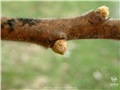 rhus_typhina07